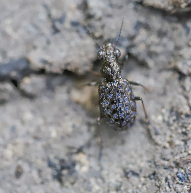 Elaphre cuivre ( Elaphrus cupreus)  