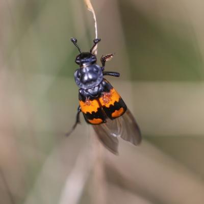  Nicrophore imitateur  (nicrophorus vespilloides)  