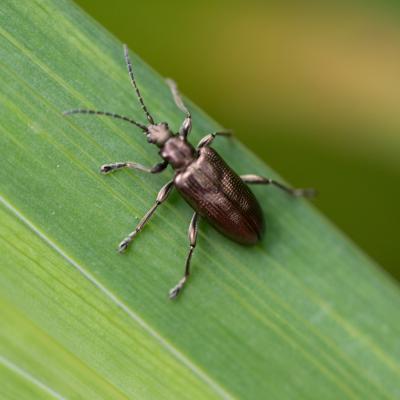   Plateumaris sericea (Plateumaris sericea)