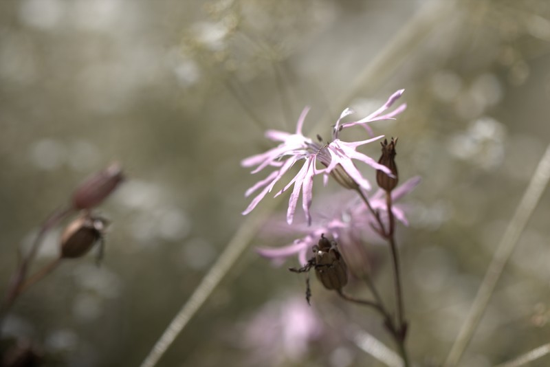 Lychnide fleur de coucou (Silène flos-cuculi )
