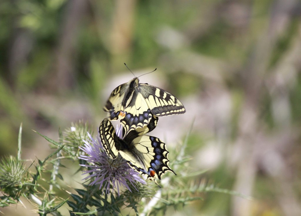Machaons ( Papilio machaon)